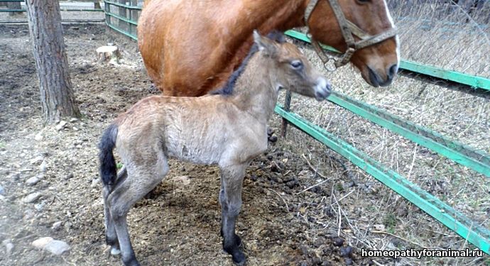Чем самка домашней лошади выкармливает своих жеребят. Новорожденные жеребята.