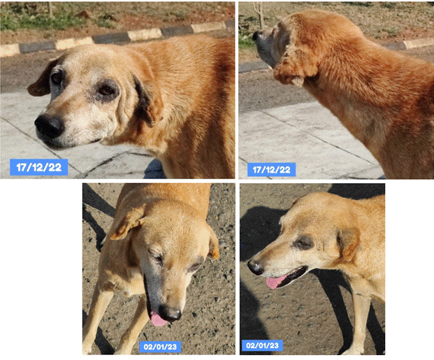 собачий случай